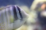 Find out the most important knowledge about fishes